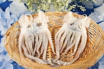 Frozen Squid Heads product presentation