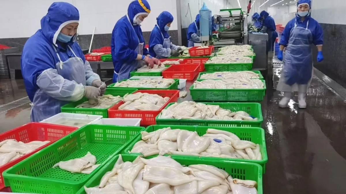 Seafood processing workers sorting squid at a processing line